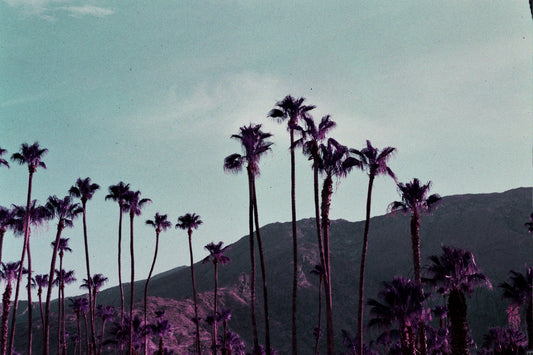 tranquil palms