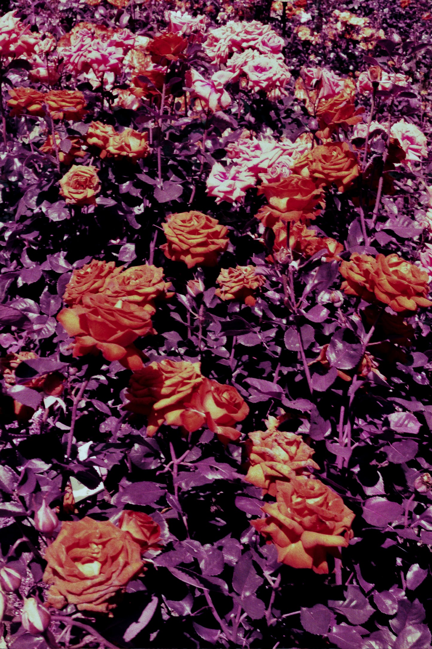 roses roses