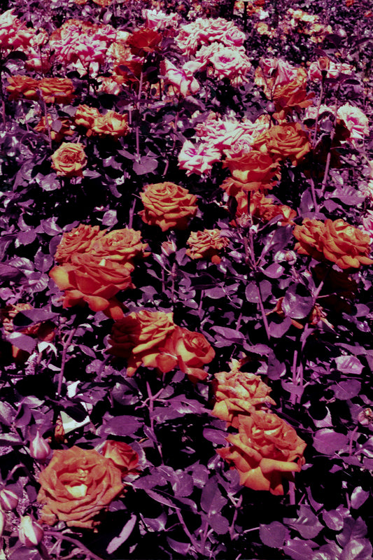 roses roses