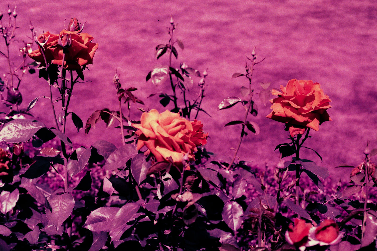 violets for roses