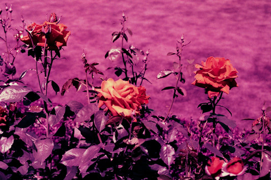 violets for roses