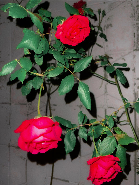 grandma's roses