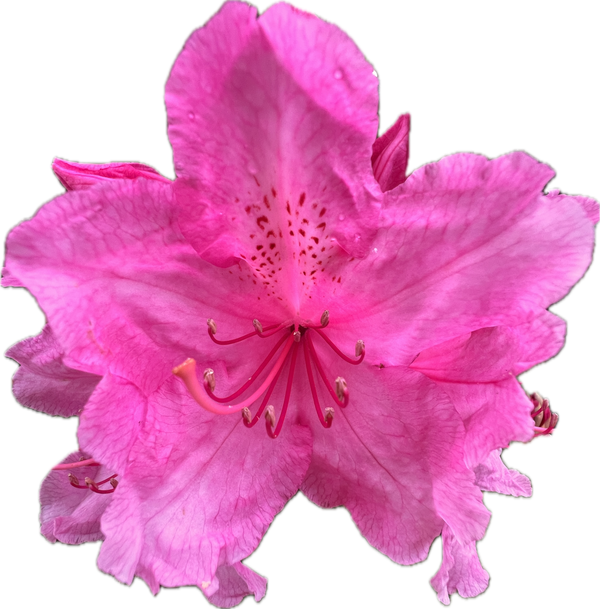 Jayne's Garden